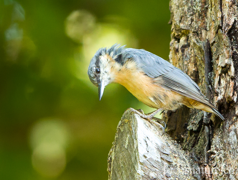Sittelle 4439.jpg - Sittelle torchepotSitta europaeaEurasian Nuthatch (Ermitage, Genève, Suisse, juillet 2012)